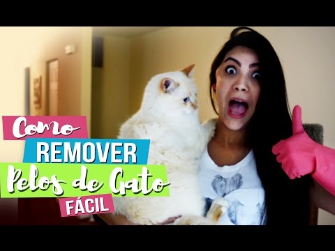 Vídeo: Como Remover O Cabelo De Um Gato