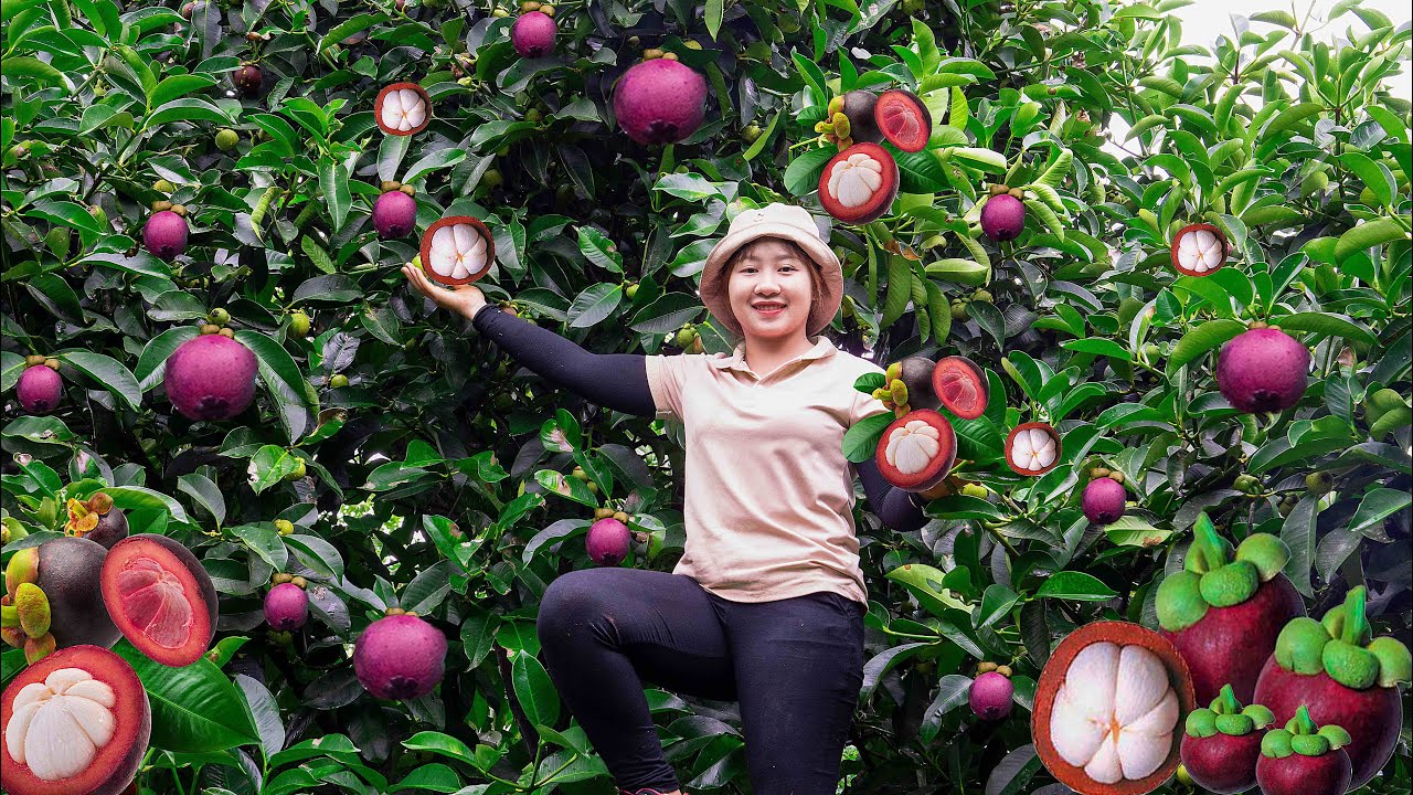 Harvesting Mangosteen to the market to sell Cooking Crab and Water Spinach Soup ! Lucia's daily life