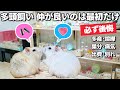 初心者さんへ、ハムスターの多頭飼いは後悔します【飼い方】