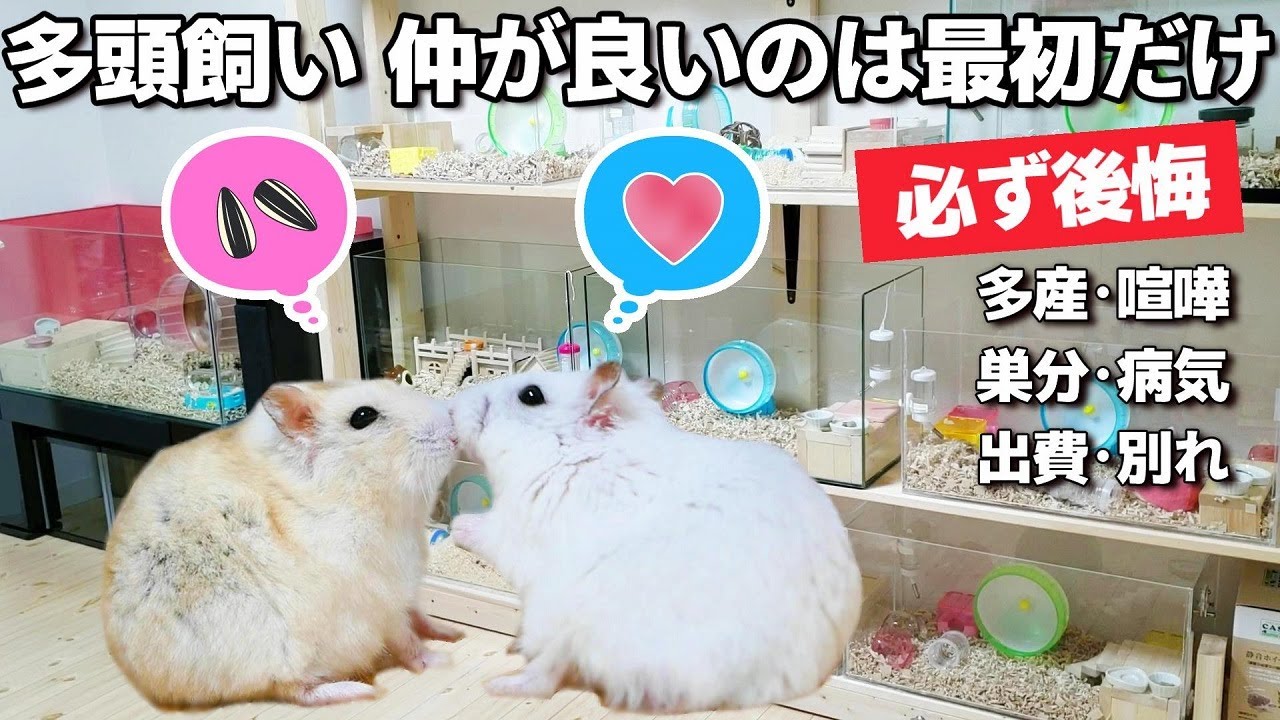 初心者さんへ、ハムスターの多頭飼いは後悔します【飼い方】 - YouTube