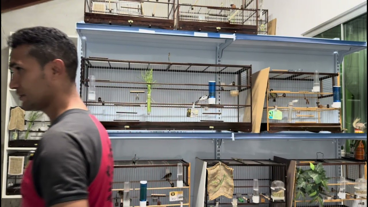 Qual a maneira mais fácil# pó filhotes pegar canto CD#ou Coleiro#cantador #aves #passaros 