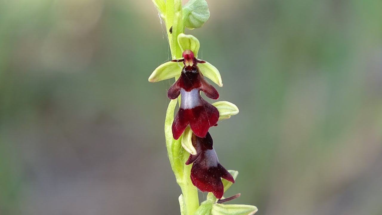 Ophrys insectifera - Orquídea mosca -  Fly Orchid