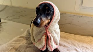 MINI DACHSHUND TAKES HIS FIRST BATH OF THE YEAR