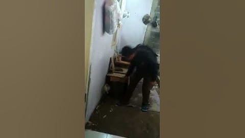 Cara menangkap  ayam jago