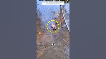 Abandoned Baby Monkey Gets a Second Life ❤️