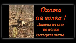 Охота на волков. Как сделать петлю на волка. 4-я часть.