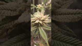 3 clones from Kind Meds Medical Dispo in Denver & my Syrian Kush Strain in 7th week of Flowering