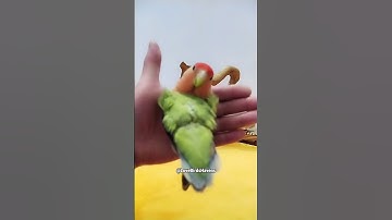 #lovebirds #love #birds #lovebird #bird #parrots #lovers #nature #short #shorts #LovebirdsHavens08
