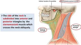 Overview of the Neck (1) - Layers and Triangles - Dr. Ahmed Farid
