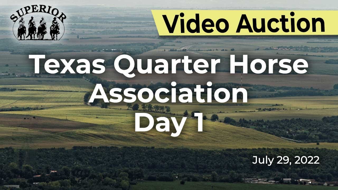 Texas Quarter Horse Association's 25th Annual Yearling Sale Day 1 YouTube