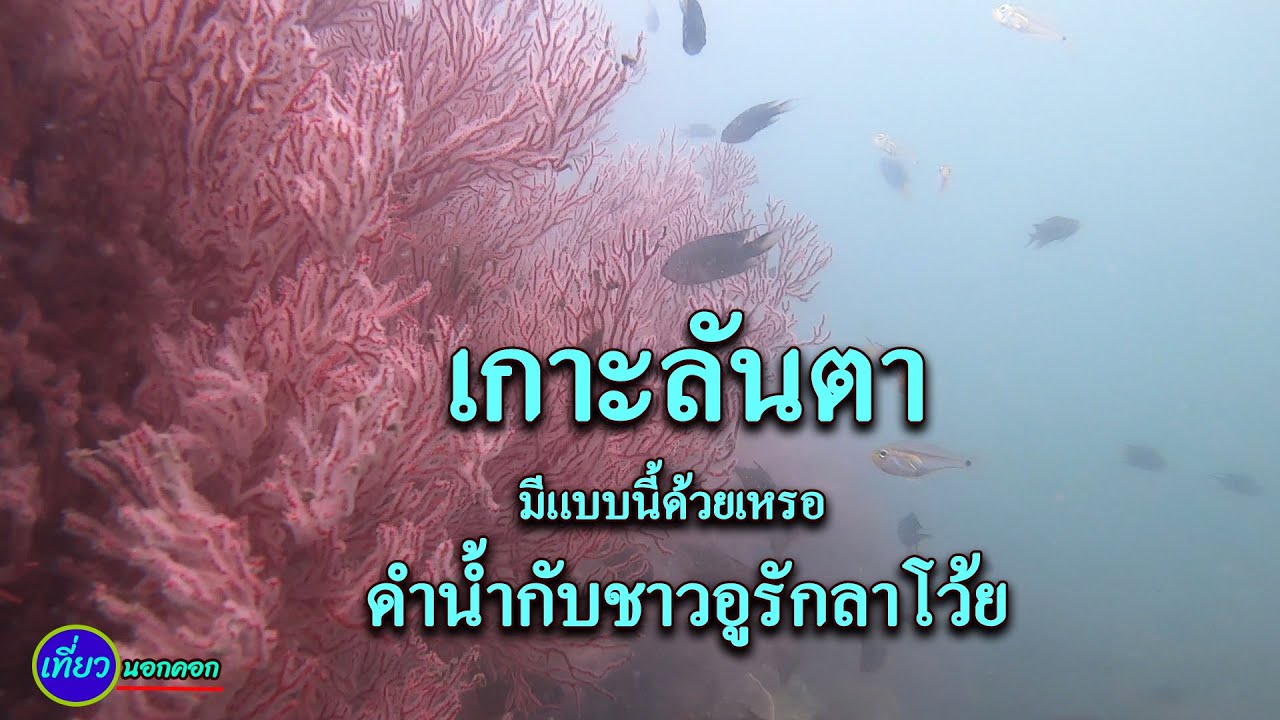 ดำน้ำตื้นกับชาวเกาะอูรักลาโว้ย ที่เกาะลันตา สวยขนาดนี้เลยเหรอ ปีนึงไปได้ไม่กี่ครั้ง