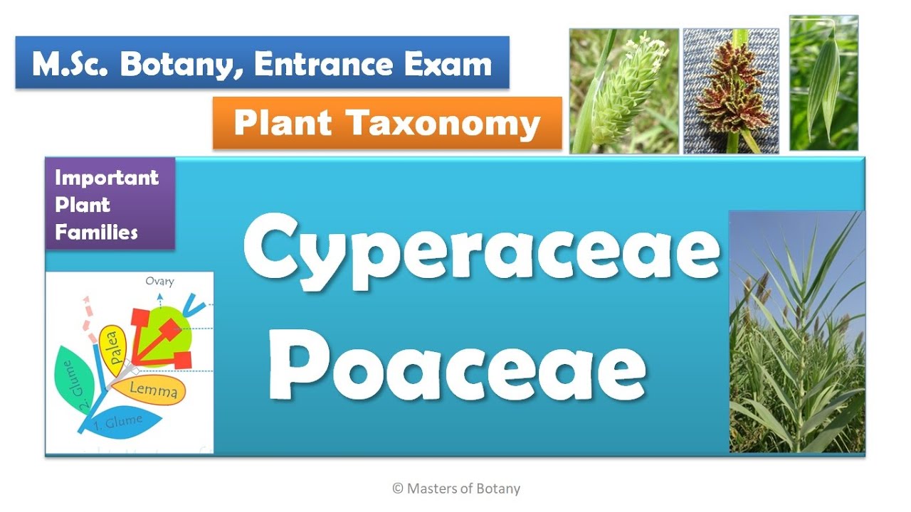 Cyperaceae & Poaceae | M.Sc. Botany Entrance | Angiosperm Families | Important Notes