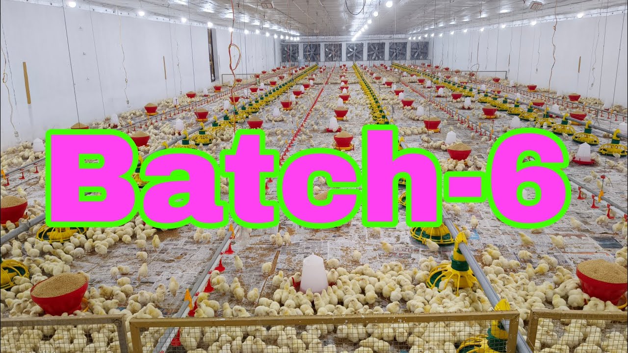 EC broiler farm batch-6