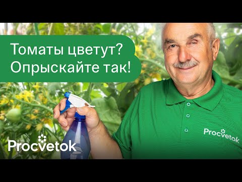 ПОМИДОРОВ ЗАВЯЖЕТСЯ В 10 РАЗ БОЛЬШЕ, если опрыскать их этим во время цветения!