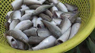 CÀNG BẮT CÀNG MÊ