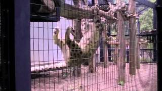 ぶらさがるユキヒョウ~Snow Leopard is hanging down