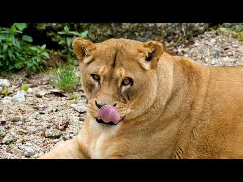 animalsOMG! Giant Python Hunt Leopard Cubs When Mother Leopard Hunting Impala, Anaconda vs Crocodile