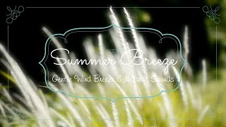 1 HOUR of Gentle Wind Breeze, Natural Sounds, White Noise, Healing, Relaxation, Study screenshot 1