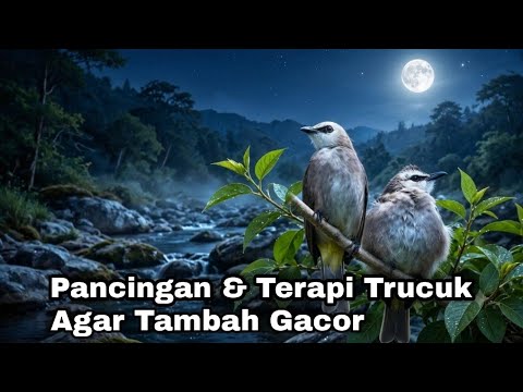 TERAPI TRUCUKAN MALAM HARI sangat ampuh buat MASTERAN TRUCUKAN agar TAMBAH GACOR