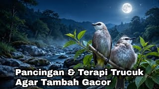 TERAPI TRUCUKAN MALAM HARI sangat ampuh buat MASTERAN TRUCUKAN agar TAMBAH GACOR