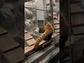 【OSAKA】Must-See Cute Red Panda - Tennoji Zoo