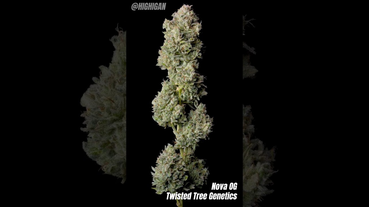 Nova OG 🌳 Twisted Tree Genetics 💨