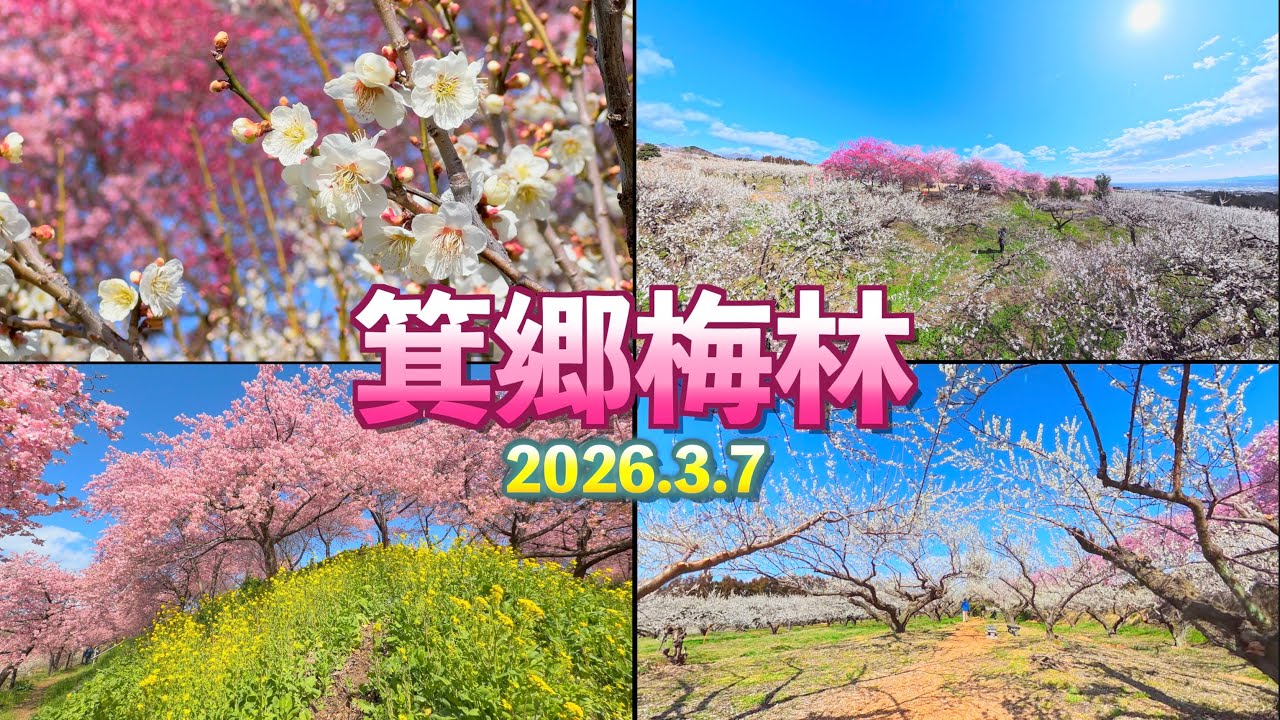 【梅が満開】【箕郷梅林  -みさと梅まつり2026-  】【群馬県 高崎市】 ／4K／ Misato Bairin ／ Plum garden