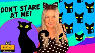 Why Dont Cats Like To Be Stared At? - Catcrazy