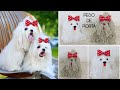 CACHORRINHO DE POM POM DE LÃ | CACHORRINHO DE PELÚCIA FÁCIL