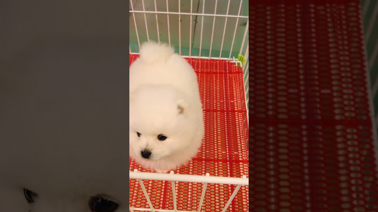 Cute Mini Funniest Animals - Best Of The 2025 Funny Animal Videos 