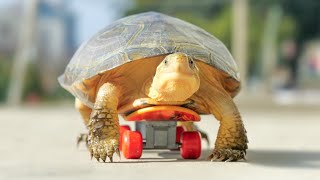 The Turtle Is Playing With A Skateboard by Petit World 3,331 views 5 months ago 1 minute, 43 seconds