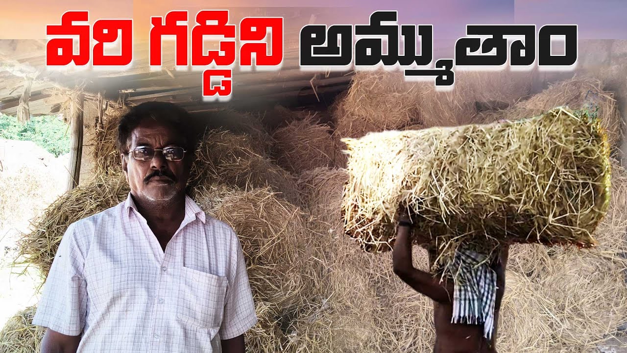 వరి గడ్డిని  అమ్ముతాం..