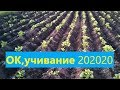 дисками и ушастыми!просроченное окучивание 202020