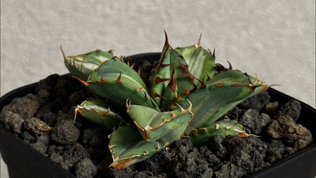 アガベ・チタノタ 姫厳竜白中斑（芽）-003｜agave titanota dwarf me