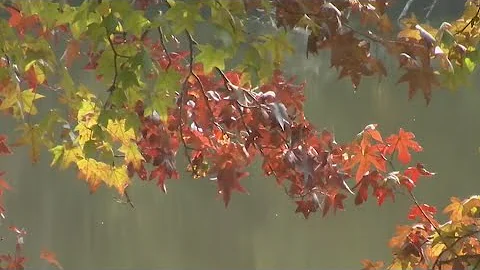 Fall colors could be impacted by Summer drought and Fall warmth