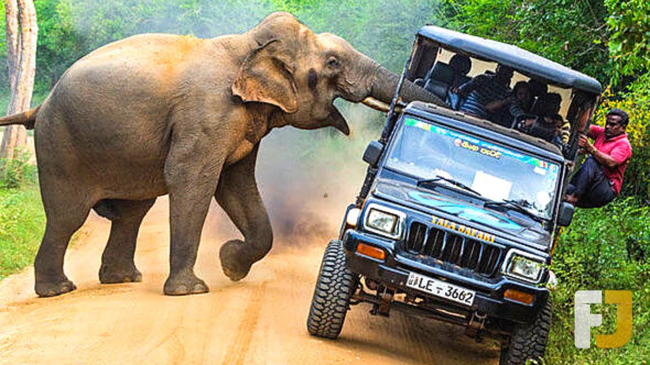 jeep safari unfall