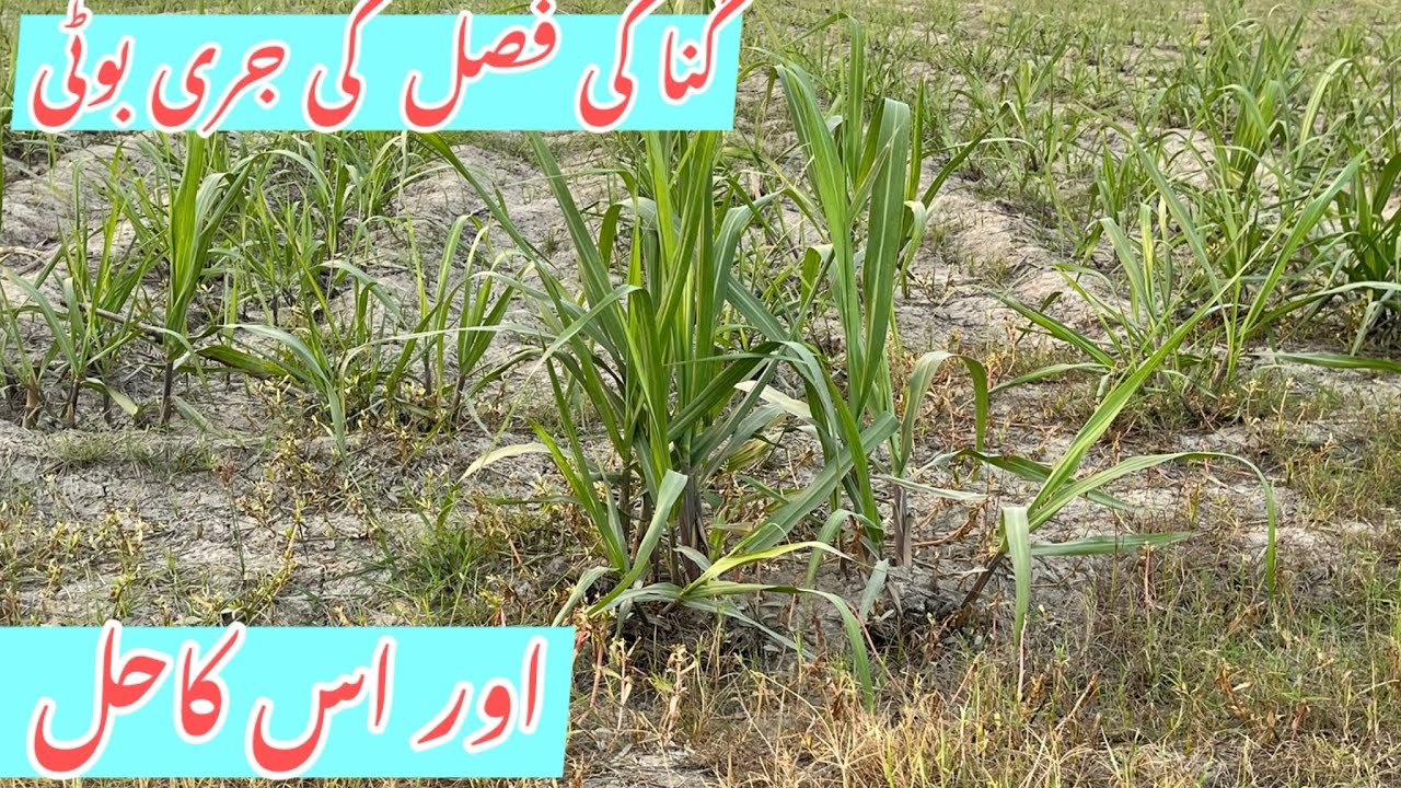 گنا کی فصل کی جڑی بوٹی اورحل احمدسعیدطور - YouTube