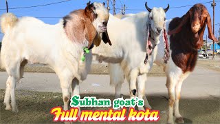 Download Lagu Kota \u0026 Malwa Full Mental Bakre At Subhan Goat’s  MP3