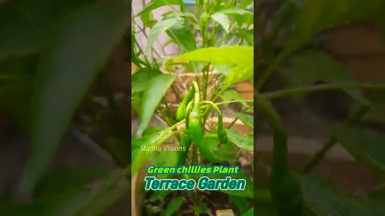 Green Chilli Terrace Garden பச்சை மிளகாய் செடி மாடித்தோட்டம்