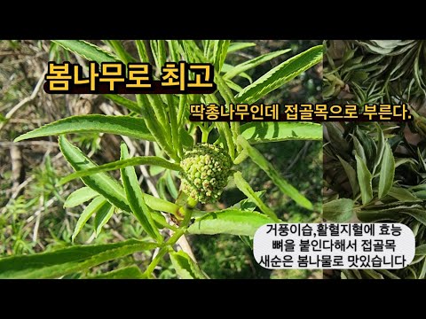 딱총나무 새순####