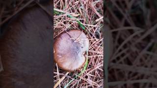 Suillus luteus Part A