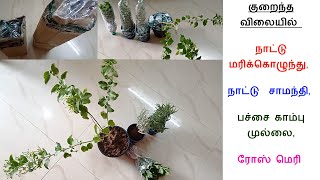 குறைந்த விலையில் வீடு தேடி வரும் வாசனை மிகுந்த செடிகள் | Maadi Thottam | Plants unboxing in Tamil