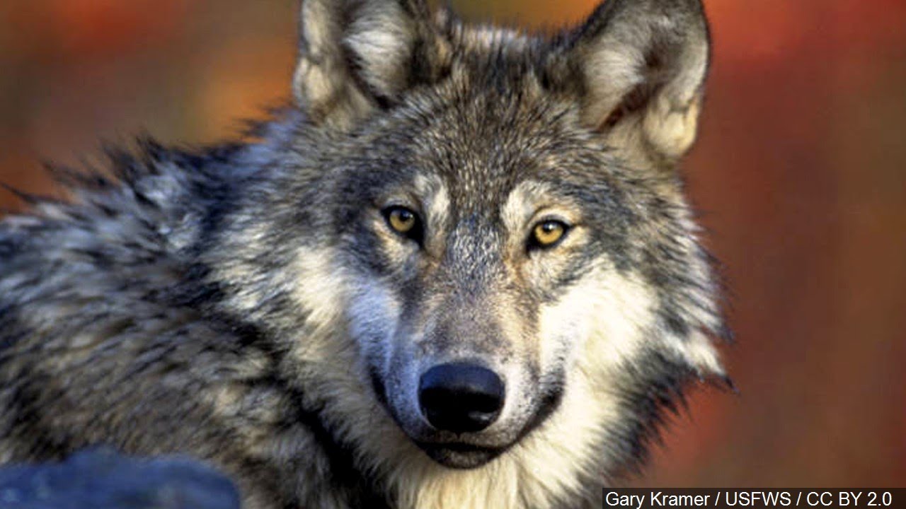 Trump Administration Removes Most Gray Wolves from Endangered Species List