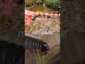 Bug Insect Names | Kids Learn at the Waterfall: Millipede Beetle Spider Rhino Beetle Stink Bug