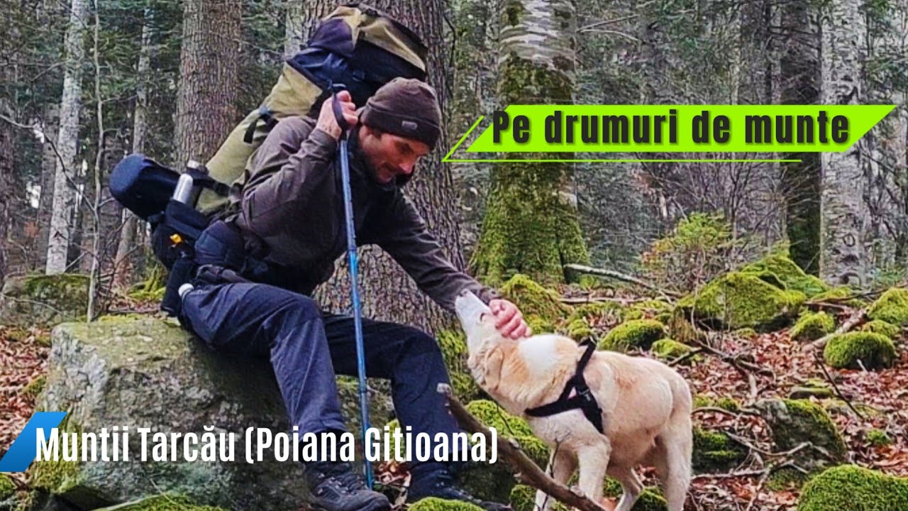 Pe drumuri de munte ,Munții Tarcău (Poiana Gitioana) Episodul 1 @vanturamuntii