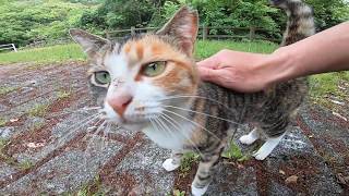 顔を見ると喜びの声を上げる三毛猫がカワイイ