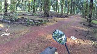 Changeable Hawk Eagle Pale Morp Bibah