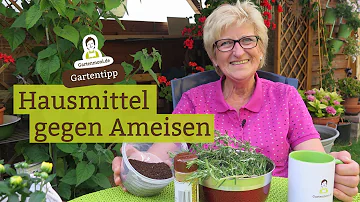 Was hilft sofort gegen Ameisen?