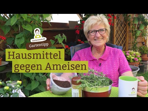 Video: Warum Sind Rote Ameisen Schädlich?