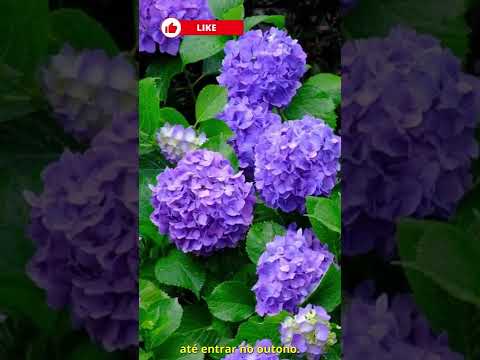 Vídeo: Bulbos de floração de verão: Bulbos de flores que florescem no verão